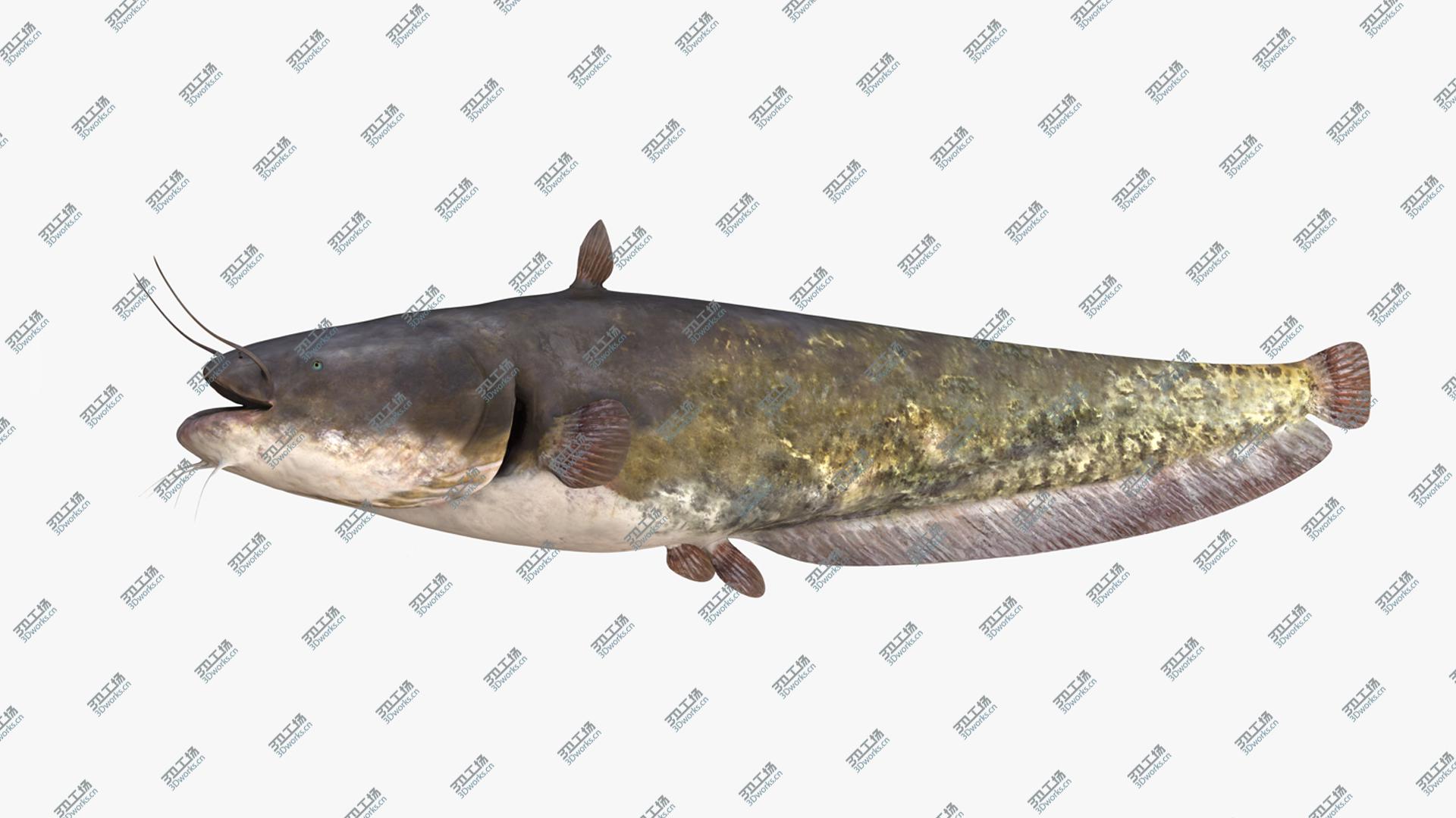 images/goods_img/202105072/European Wels Catfish Green-Brown 3D model/2.jpg